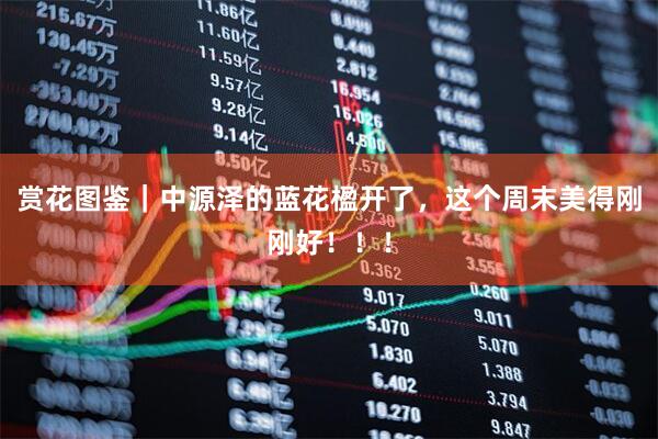 赏花图鉴｜中源泽的蓝花楹开了，这个周末美得刚刚好！！！